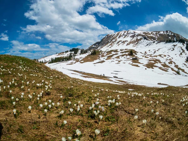 Lindas montanhas da Suíça paisagem com flores de croco florescendo — Fotografia de Stock