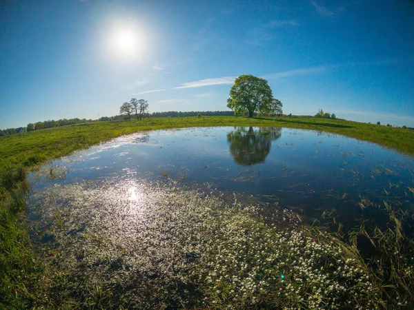 Paisagem pacífica de verão com árvore verde perto do lago — Fotografia de Stock