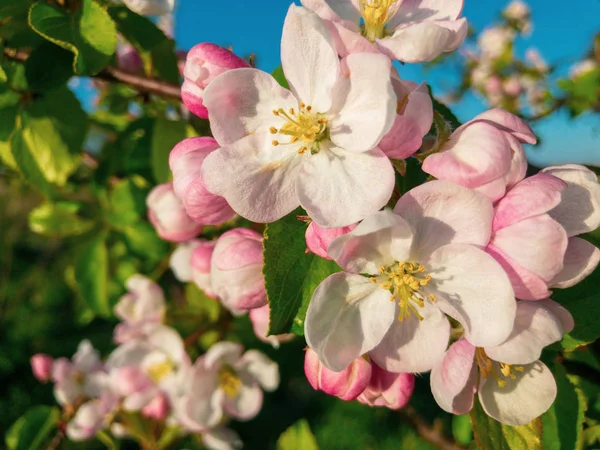 Apple tree flowers macro — Stock Photo, Image