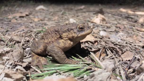 Macro image of forest frog — Stock Video