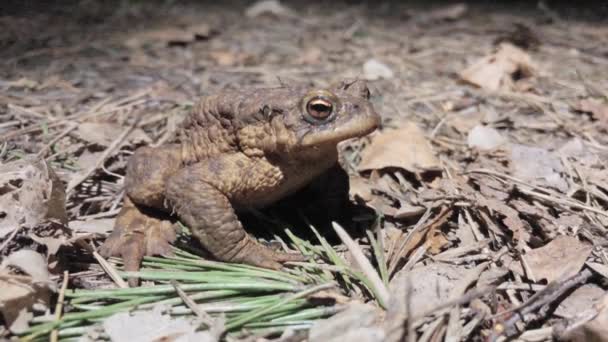 Macro image de grenouille des forêts — Video