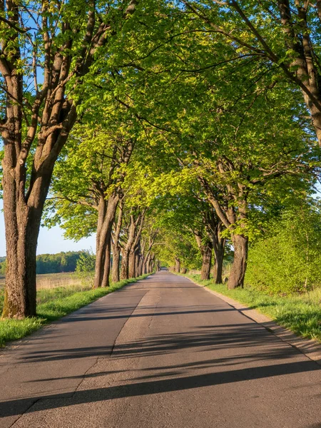 Perspectiva de estrada rural com árvores — Fotografia de Stock