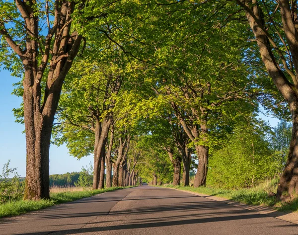Perspectiva de estrada rural com árvores — Fotografia de Stock