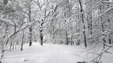 Ormanda yürüyüş yolu tarafından Pov