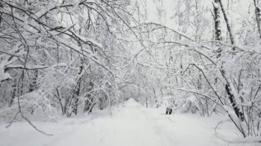 Ormanda yürüyüş yolu tarafından Pov