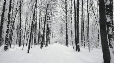 Ormanda yürüyüş yolu tarafından Pov