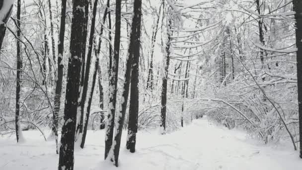 Panorama del bosque en invierno — Vídeos de Stock