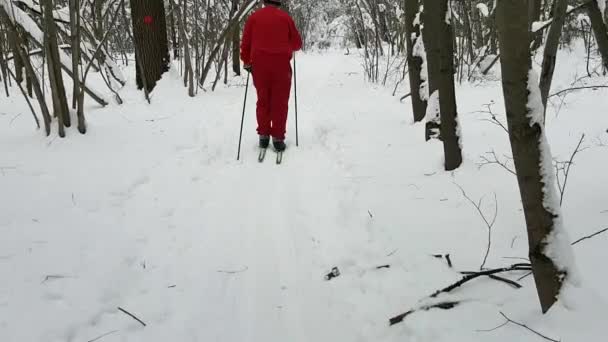 Людина катається на лижах у зимовому лісі . — стокове відео