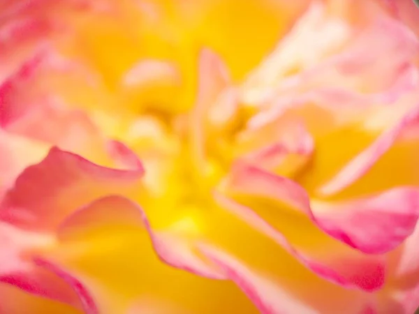 Abstrakt bakgrund av rosenblad — Stockfoto