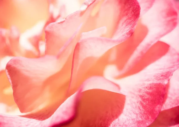 Sfondo astratto di petali di rosa — Foto Stock