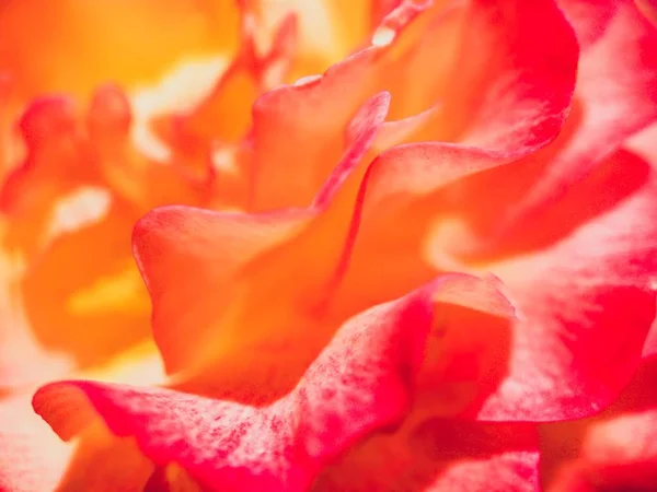 Sfondo astratto di petali di rosa — Foto Stock