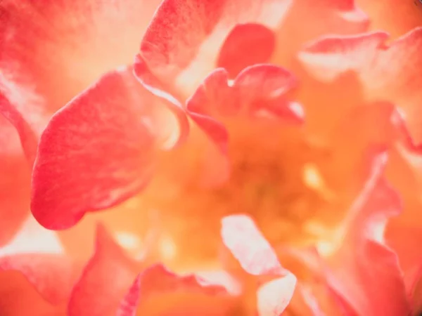 장미 꽃잎의 추상 배경 — 스톡 사진