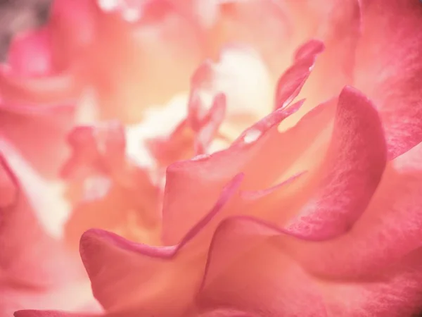 バラの花びらのマクロの抽象的な背景 — ストック写真