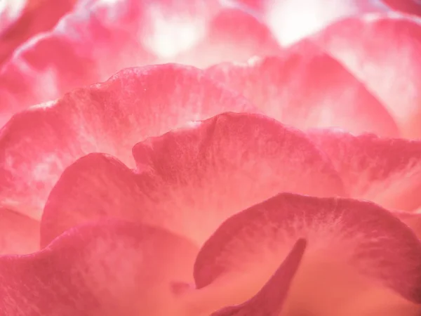 バラの花びらの抽象的な背景 — ストック写真