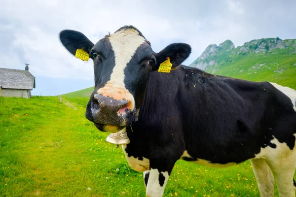 Drôle de portrait d'un museau de vache en gros plan sur une prairie alpine — Photo