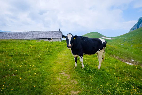 Small herd of cows graze in the Alpine meadow — Stock Photo, Image