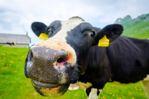Funny portrait of a cow muzzle close-up on an alpine meadow — Stock Photo, Image