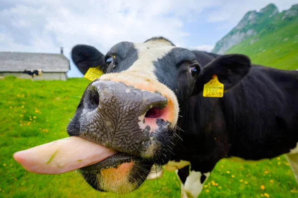 Funny portrait of a cow muzzle close-up on an alpine meadow — Stock Photo, Image