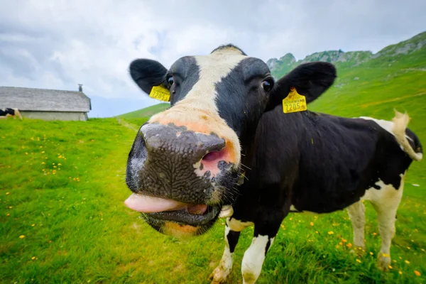 Funny portrait of a cow muzzle close-up on an alpine meadow — Stock Photo, Image