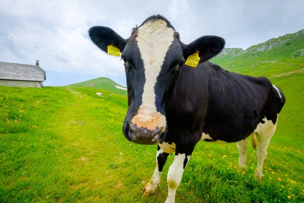 Drôle de portrait d'un museau de vache en gros plan sur une prairie alpine — Photo