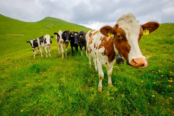 Small herd of cows graze in the Alpine meadow — Stock Photo, Image