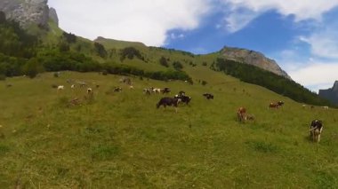 İnek sürüsü otlatmak İsviçre alp çayırda