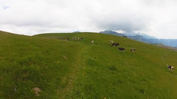 Flock kor betar i den alpina äng i Schweiz — Stockvideo