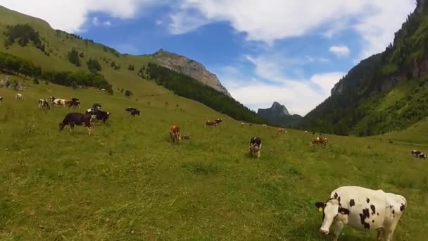 Flock kor betar i den alpina äng i Schweiz — Stockvideo