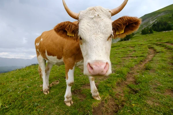Divertido retrato de un bozal de vaca de cerca en un prado alpino — Foto de Stock