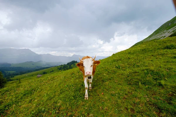 Small herd of cows graze in the Alpine meadow — Stock Photo, Image