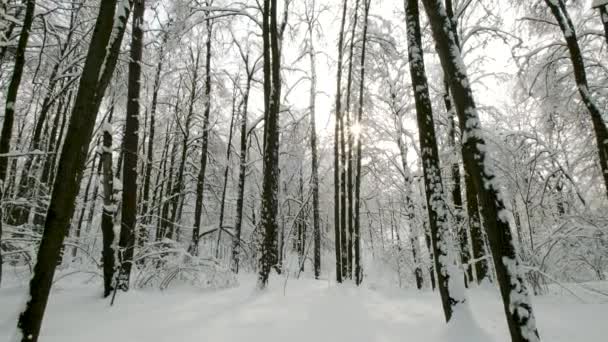 Landschaft im Wald nach Schneefall — Stockvideo