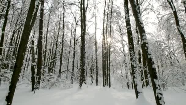 Landscape in the forest after snowfall — Stock Video