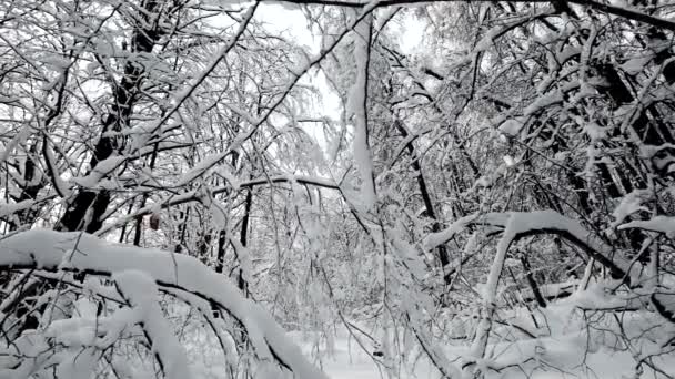 Landschaft im Wald nach Schneefall — Stockvideo