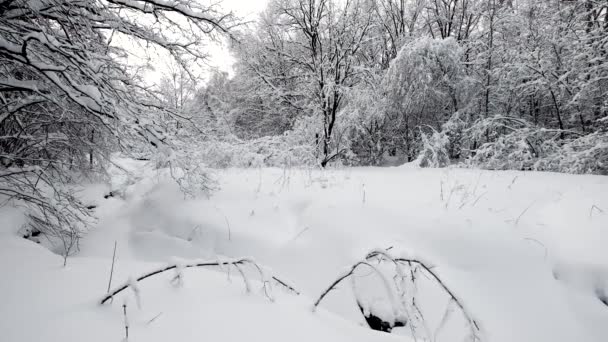 Пейзаж в лесу после снегопада — стоковое видео