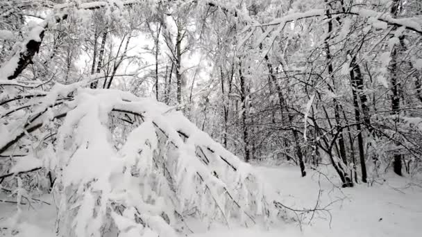 Τοπίο στο δάσος μετά από χιονόπτωση — Αρχείο Βίντεο