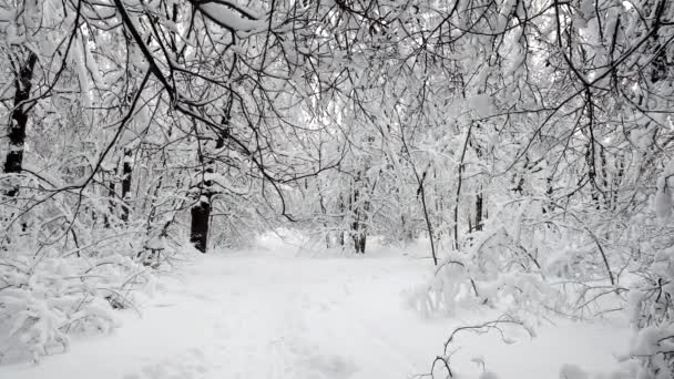 Landskap i skogen efter snöfall — Stockvideo