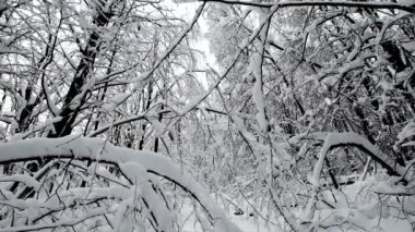 Kar yağdıktan sonra ormandaki manzara