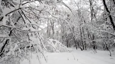 Kar yağdıktan sonra ormandaki manzara