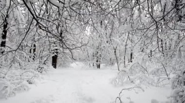 Kar yağdıktan sonra ormandaki manzara