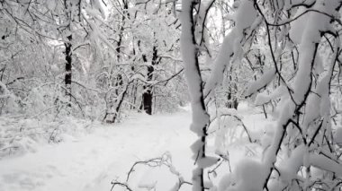 Kar yağdıktan sonra ormandaki manzara
