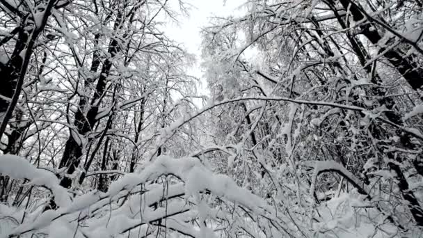 Τοπίο στο δάσος μετά από χιονόπτωση — Αρχείο Βίντεο
