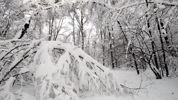 Krajobraz w lesie po opadach śniegu — Wideo stockowe