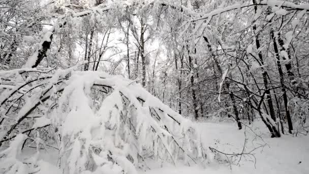 降雪后的森林景观 — 图库视频影像