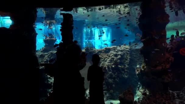 Τουρίστες επισκέπτονται το oceanarium στο ζωολογικό κήπο του Wroclaw — Αρχείο Βίντεο