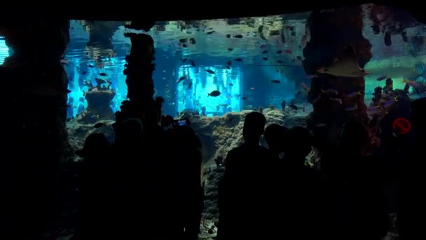 Tourists visit oceanarium in Wroclaw zoo — Stock Video