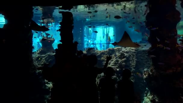 Toeristen bezoeken oceanarium in Wroclaw dierentuin — Stockvideo