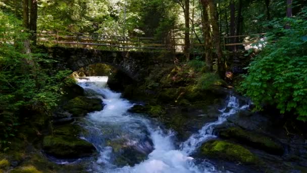 Cascada en el bosque en verano — Vídeo de stock