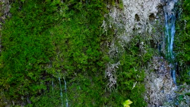 Printemps en Suisse montagnes 