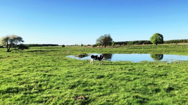 Koe in de zomer op een weide grazen — Stockvideo