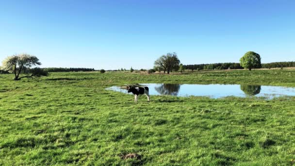 Yazın bir çayır üzerinde otlatma inek — Stok video